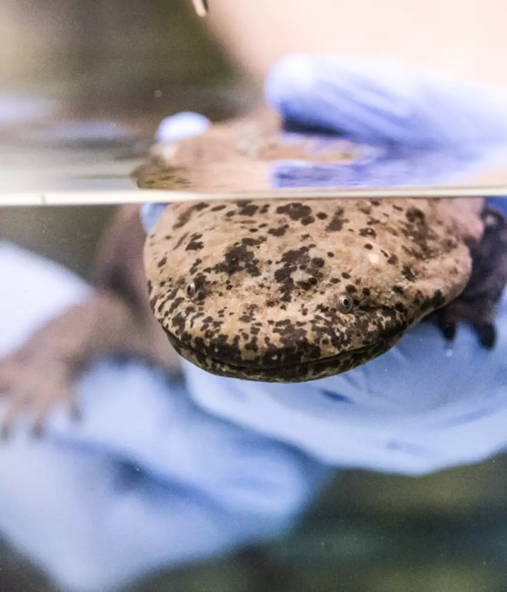 Zoo welcomes world’s largest amphibian | ZSL